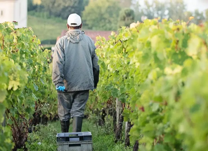 Immersion dans les AOC
