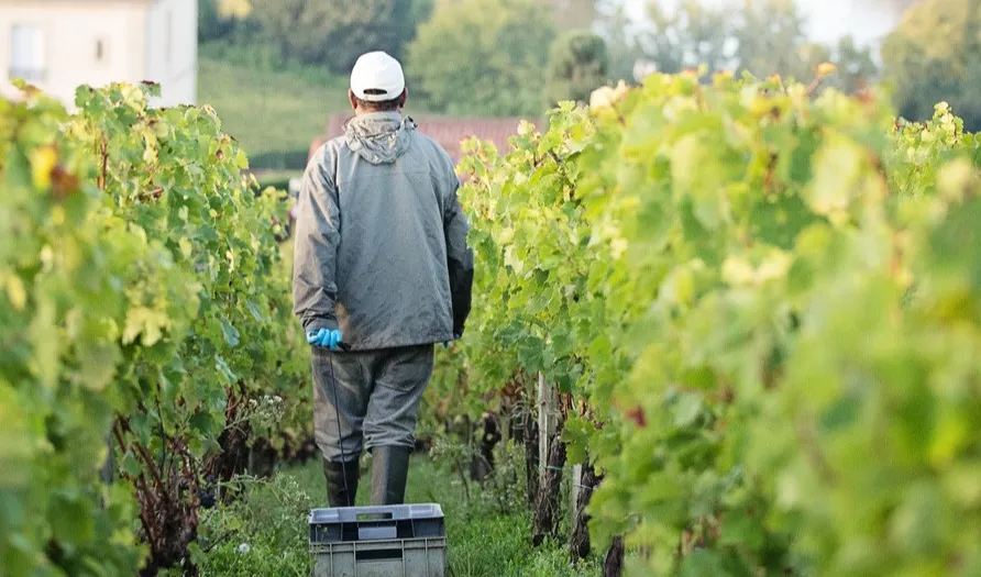 Immersion dans les AOC