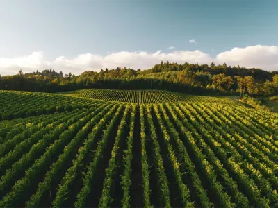 Des conditions météorologiques historiques dans le vignoble Bordelais