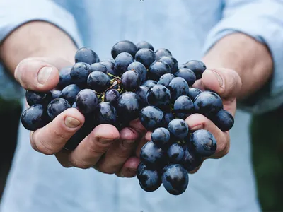 Les conséquences des fortes sécheresse pour les vendanges 2022