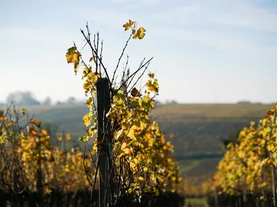 saint_emilion