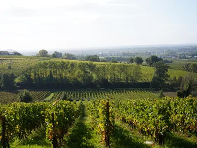 vignes-bordeaix