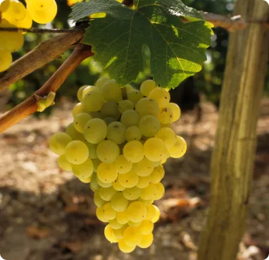 wine industry professionals