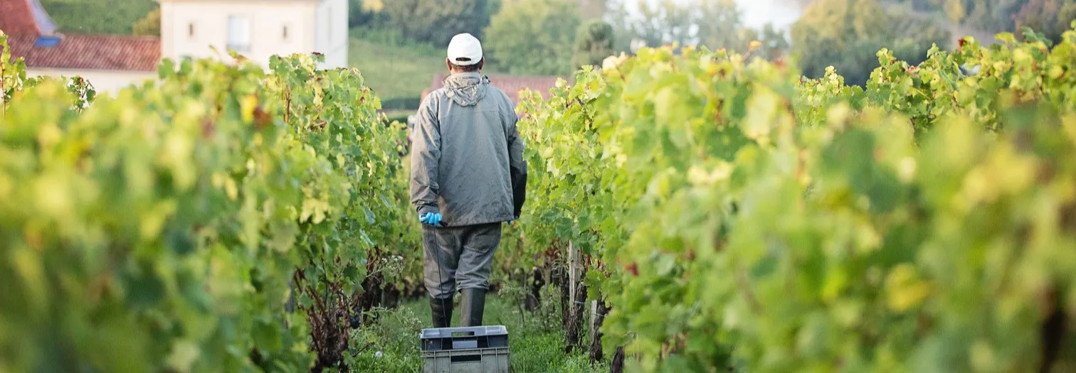 Immersion dans les AOC