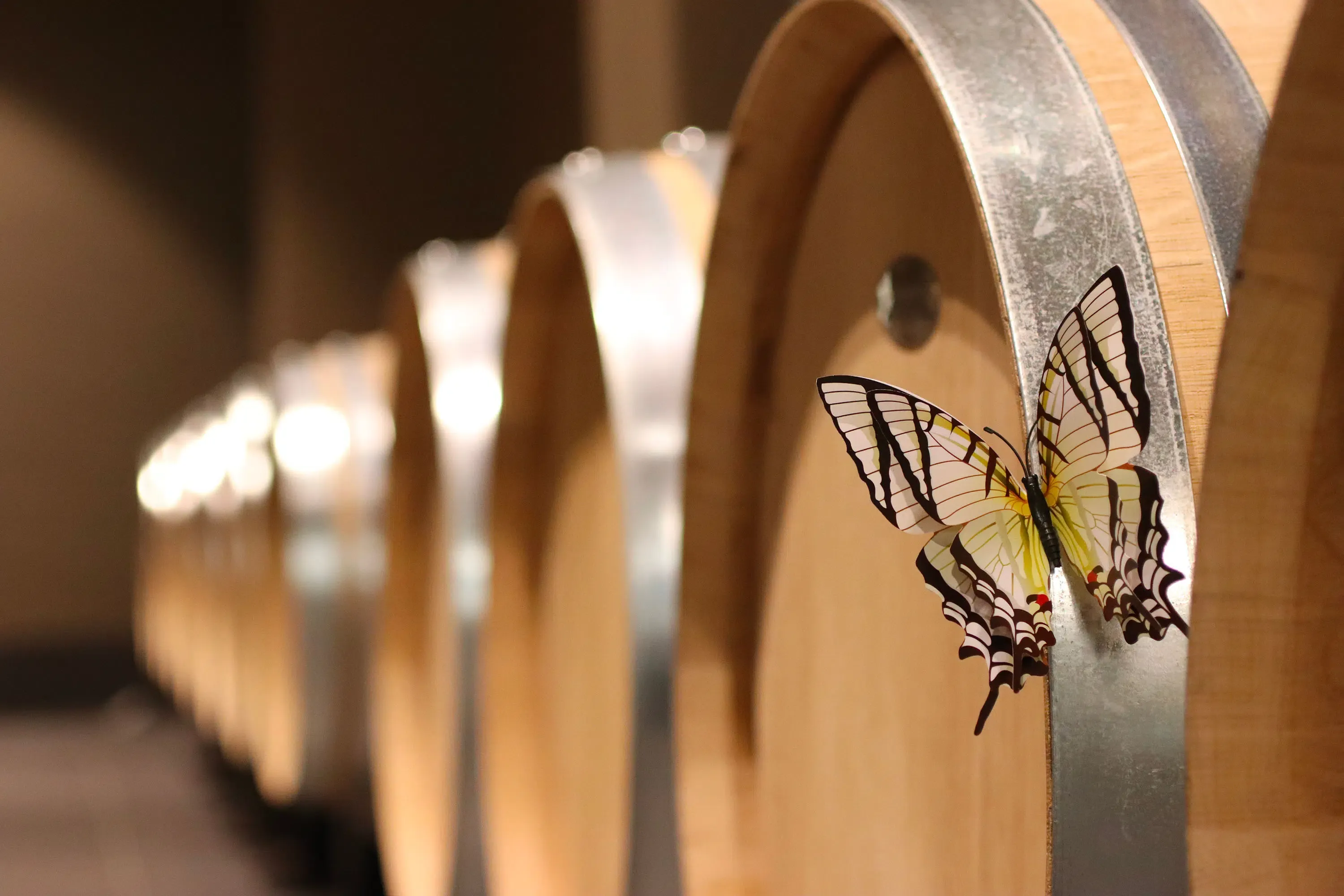 Promenez-vous dans le vignoble