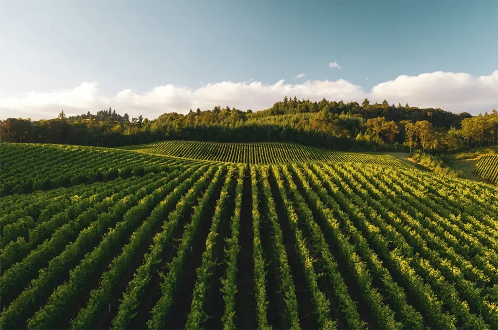 Des conditions météorologiques historiques dans le vignoble Bordelais