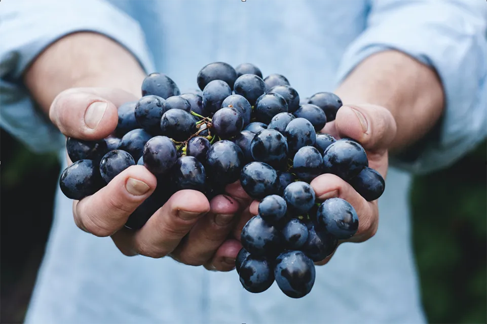 Les conséquences des fortes sécheresse pour les vendanges 2022
