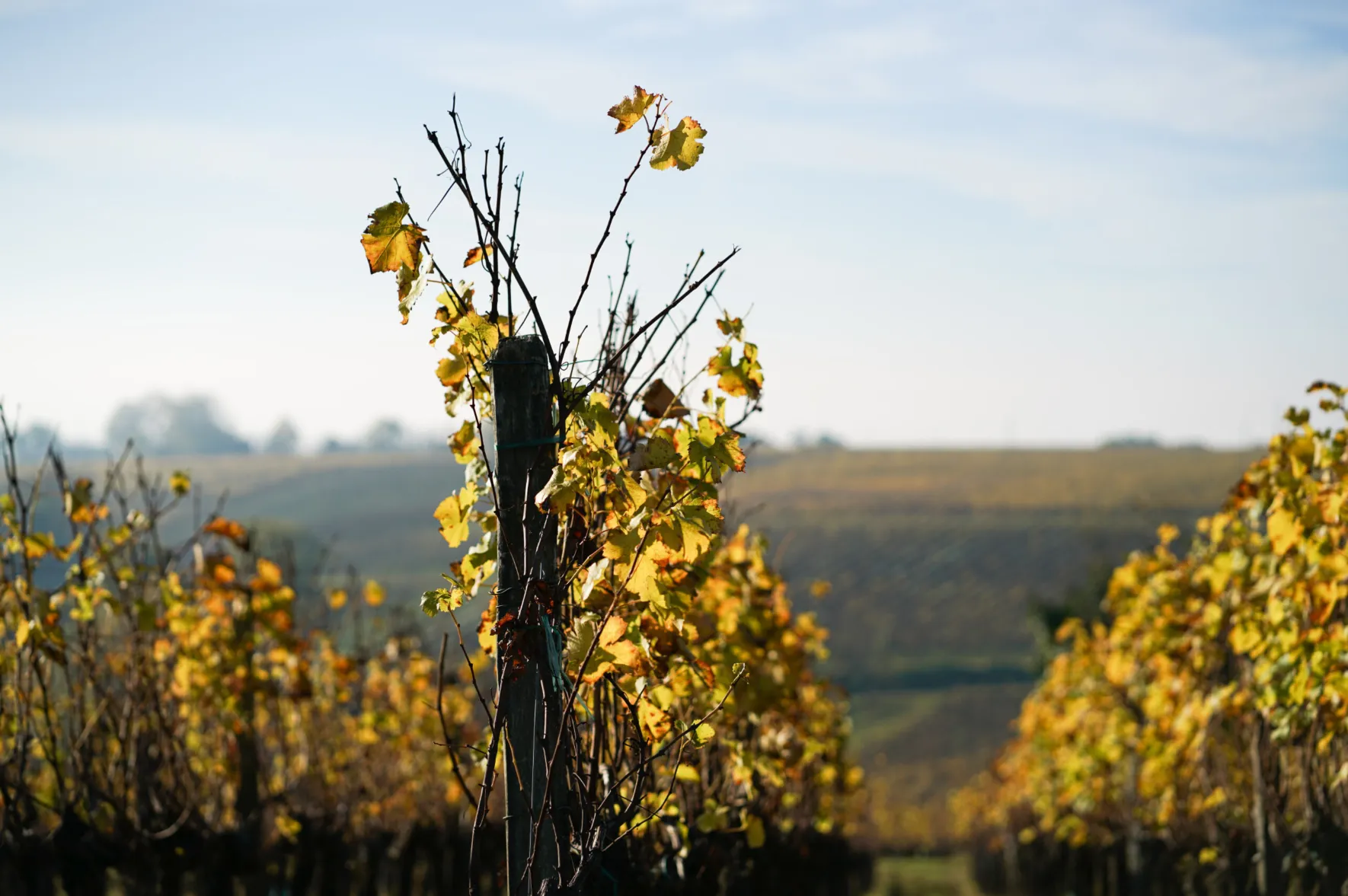 saint_emilion