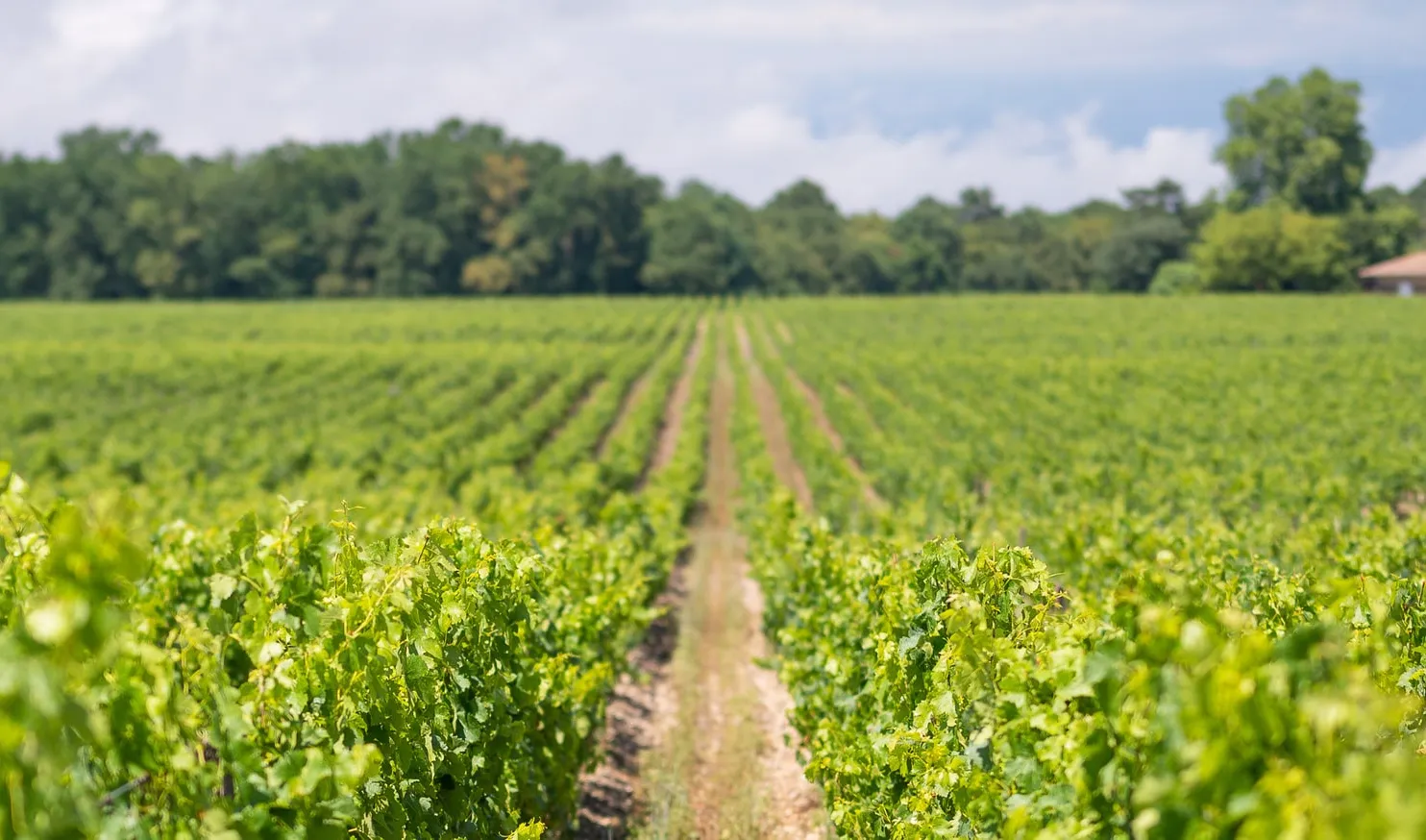 Millésime 2022 : un excellent potentiel pour les vins de Bordeaux