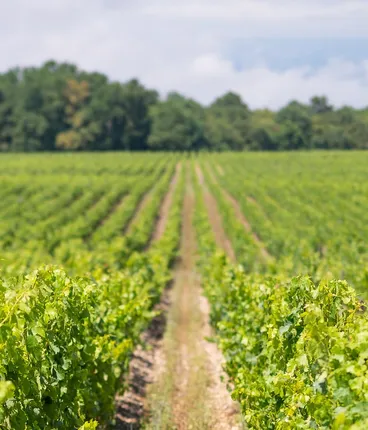 Millésime 2022 : un excellent potentiel pour les vins de Bordeaux