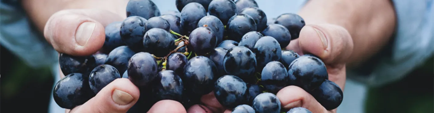 Photo d'une grappe de raisin